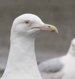 Glaucous Gull close up of head