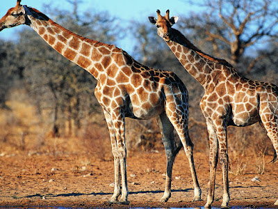 fotos de jirafas en selva