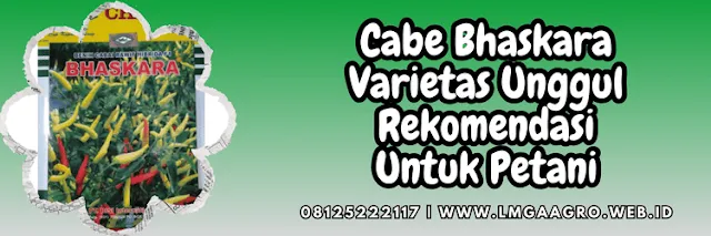 cabai,cap kapal terbang,f1,hibrida,lmga agro