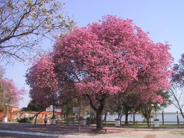Jual Pohon Tabebuya: Bunga Cantik yang Bikin Taman Anda Menawan