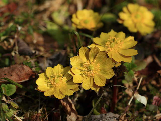 Adonis multiflola