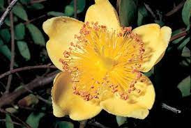 Flowers name in hindi