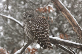 barred owl in oak