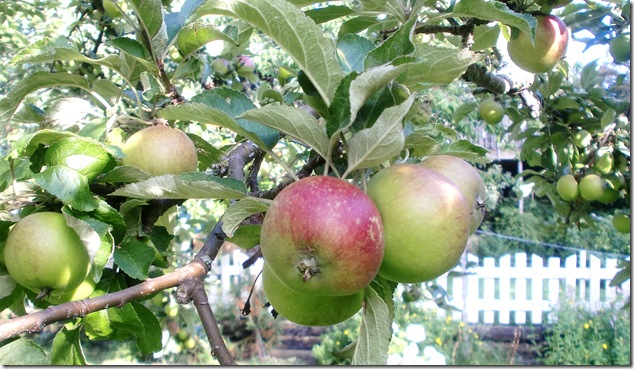 Augusti-sept-2012 253