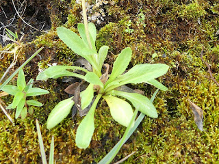 Primevère laurentienne - Primula laurentiana