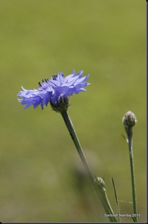 Flower -2