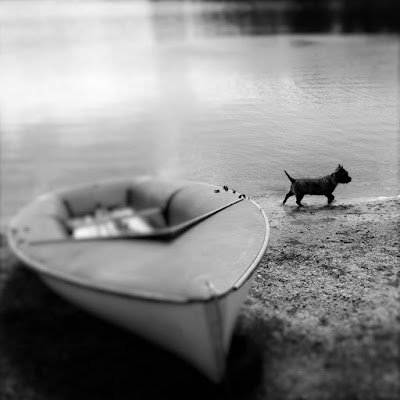 Spring, springtime, Eric le chien, Lac de Vassiviere, France, blossom, Limousin, de tout coeur limousin, forests, trees, Auphelle, haute vienne, Creuse, boats, 