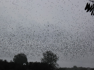 filmato degli storni in volo