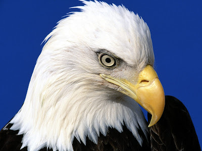 Wallpaper Of Eagle. of an eagle wallpapers