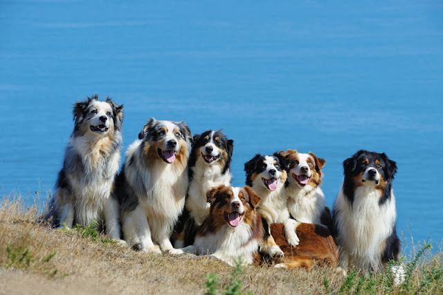 Seven happy Australian Shepherd dogs - ever wondered how scientists decide how many dogs take part in a study?