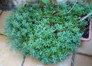 Alisos marítimo o lobularia (Lobularia maritima (L.) Desv. (sin. Alyssum maritimum)).