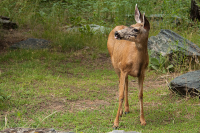 Mule Deer Doe, Black Canyon of the Gunnison National Park