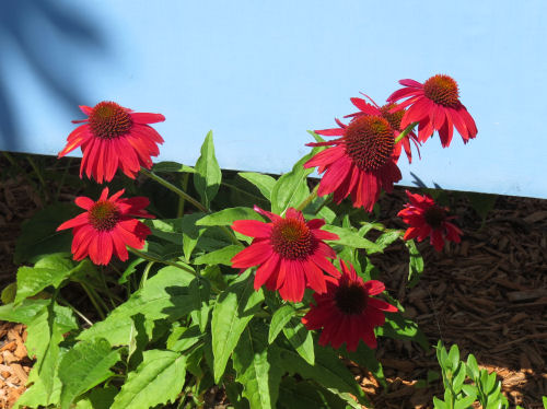 red coneflowers