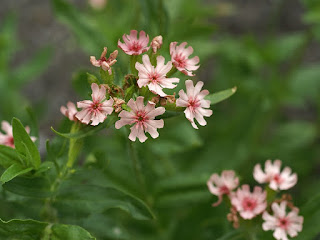 Croix de Jérusalem - Croix de Malte - Silene chalcedonica - Lychnis chalcedonica