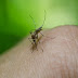 Controlling Mosquitoes Hope