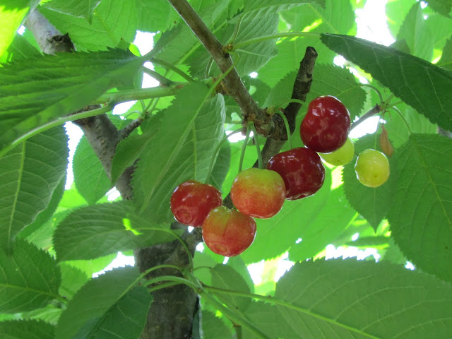 Prunus avium fruits