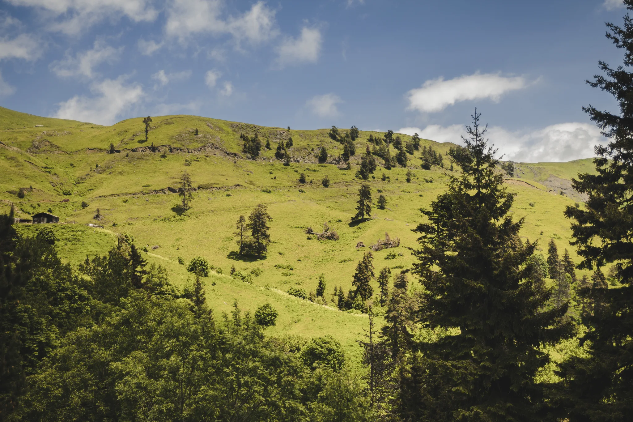 Borjomi-Kharagauli National Park 3