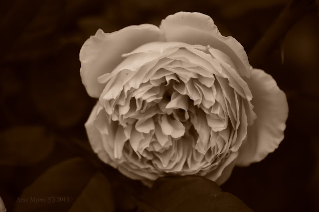 rose, amy myers photography