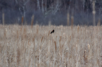 red-winged blackbird returned for Spring
