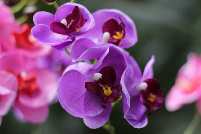 Exposición de orquídeas colombianas en la estación de Atocha