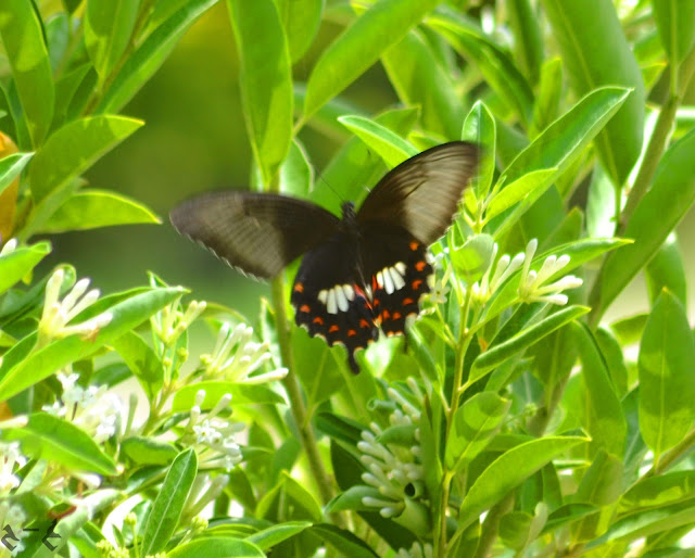 Common Mormon (Papilio polytes) 