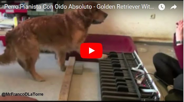 Perro pianista con oído musical y sin truco