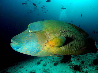 Wrasses