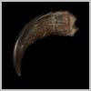 Jagged Animal Claw