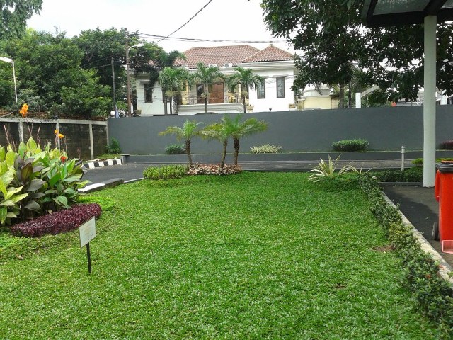 rumput hiasan taman