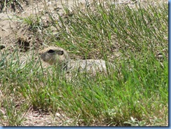 8691 Alberta Trans-Canada Highway 1 - Saamis Teepee World's Largest Teepee - prairie dog
