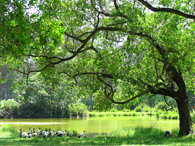 (Kenya) - Mombasa - Haller Park