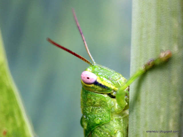 grasshopper rain droplets