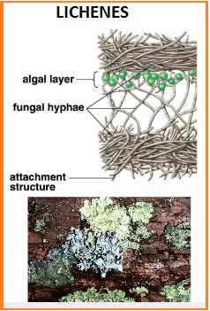 Biologeek Lichen