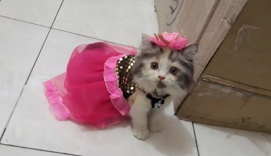 Tips Bagaimana Merawat Kucing  Baju  Untuk Kucing 