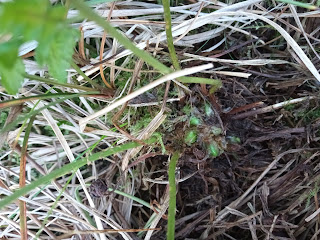 Green crown of Dryopteris carthusiana