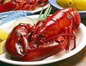 lobster prices declining