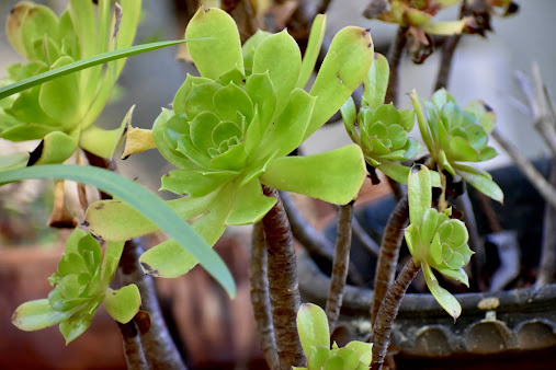 vibrant green succulent in pot