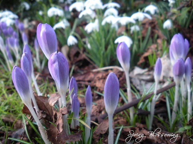 Sūtra Neti: Yoga for Spring Blossoms