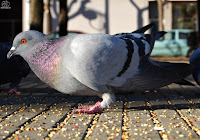 Paloma bravía (Columba livia)​ 