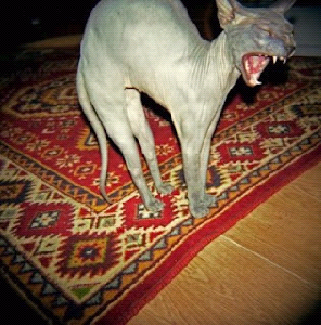 O gato da Bruxa do 71.
