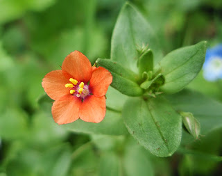 Flor de Anagallis arvensis