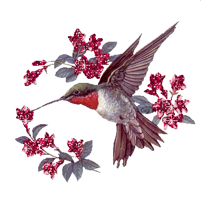 Resultado de imagem para homenagem ao beija flor - com gifs