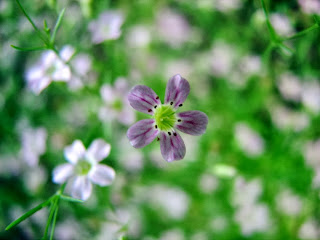 babys breath