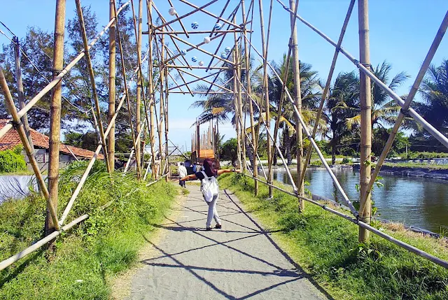 Keindahan Wisata Hutan Mangrove Kulon Progo Yogyakarta