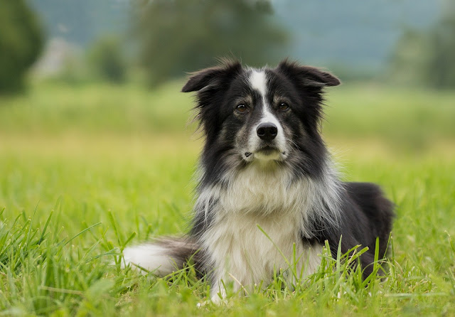 best-dogs-for-hikers