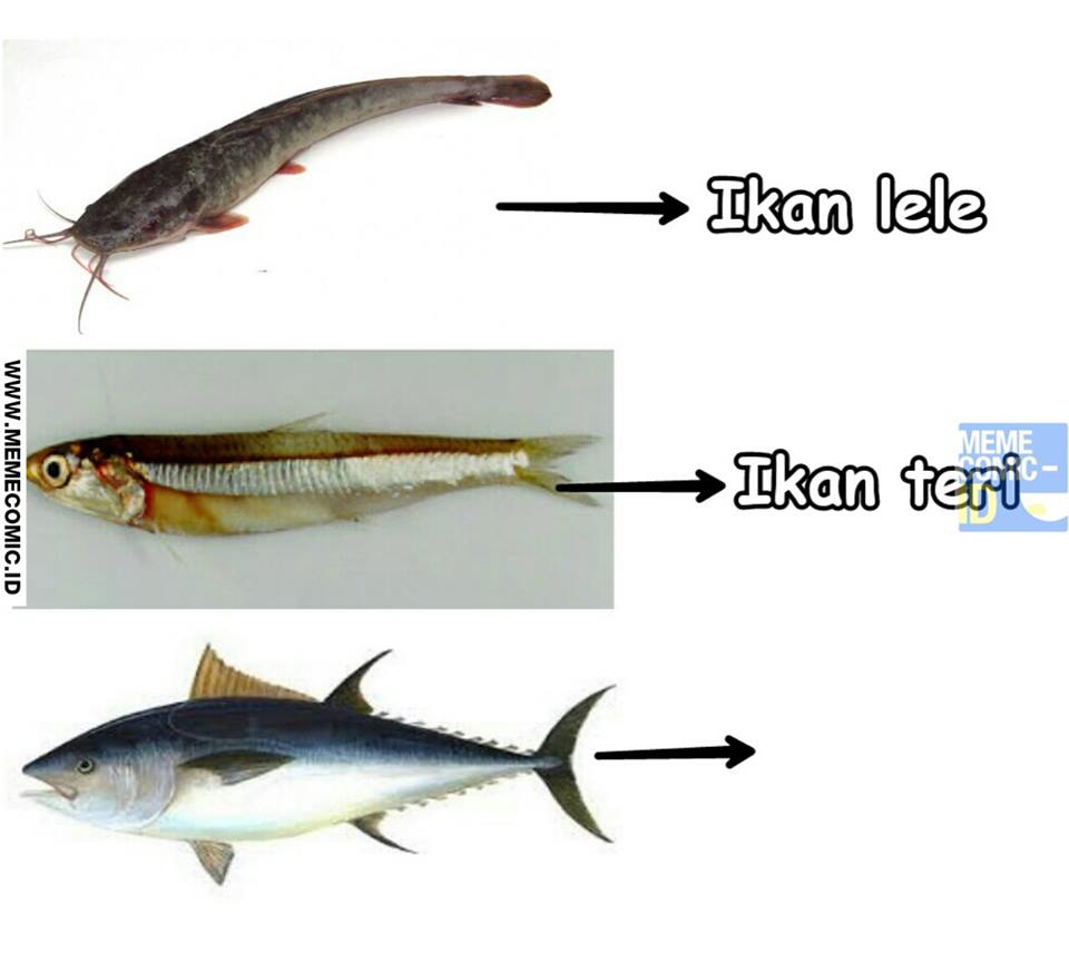 8 Meme Kocak Anak SD Salah Nyebut Ikan Tongkol Ini Bikin Super