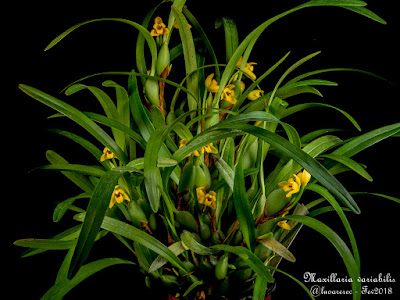 Maxillaria variabilis care and culture