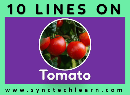 short essay on tomato