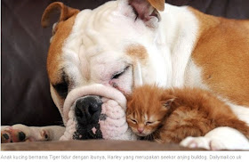 Foto seekor Bulldog bernama Harley dengan anak angkatnya, seekor kucing bernama Tigger