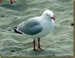 seagul